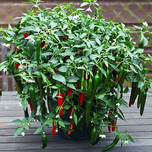 Chilli Hybrid Vasudha Vegetable Seeds